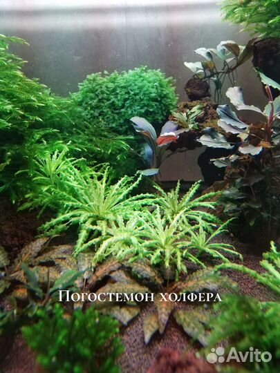 Мхи. Растения