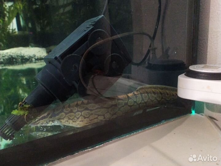 Аквариумные рыбы и растения