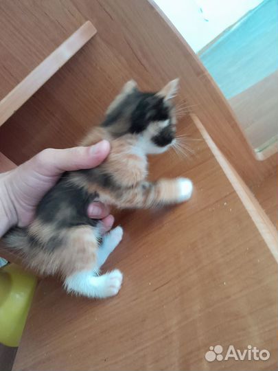 Котята в добрые руки даром