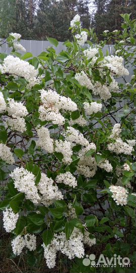 Саженцы красной черемухи, шиповника, сирени