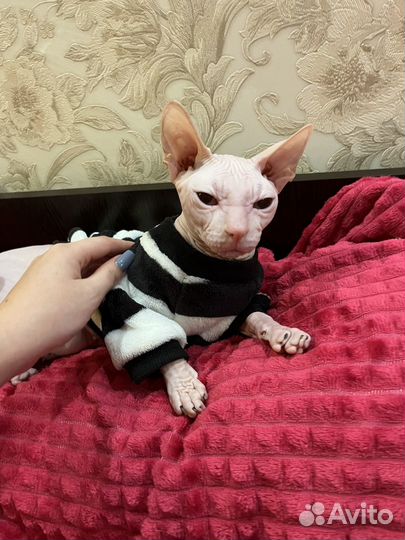 Канадский сфинкс вязка