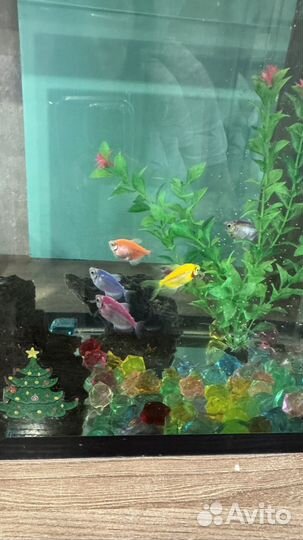 Продам рыбок 7 шт Гуппи и 1 шт Сом