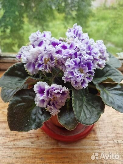 Фиалка в горшках