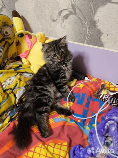 Отдам котенка в добрые руки