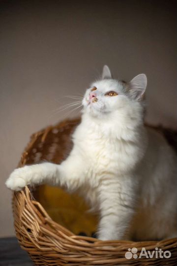 Кошечка Бланш