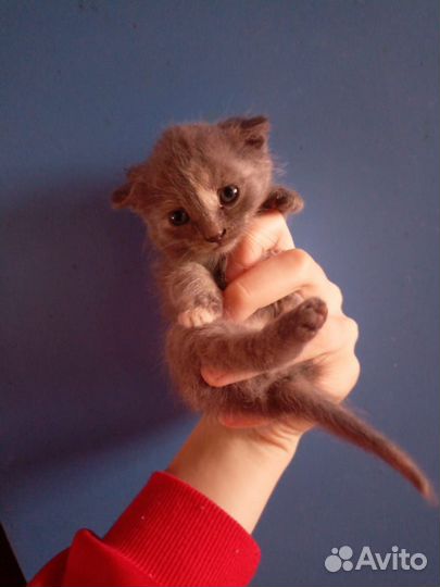 Шотландская вислоухая