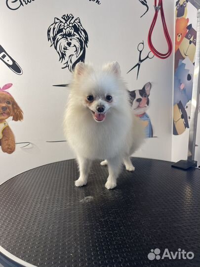 Груминг кошек и собак