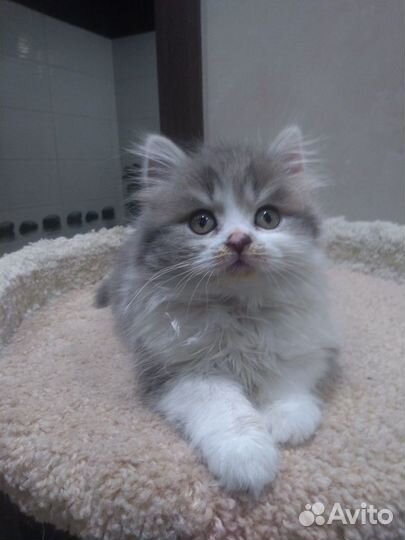 Шотландский кот вязка