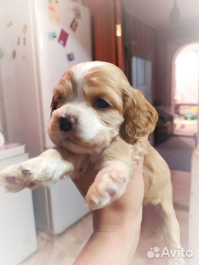 Кокер спаниель