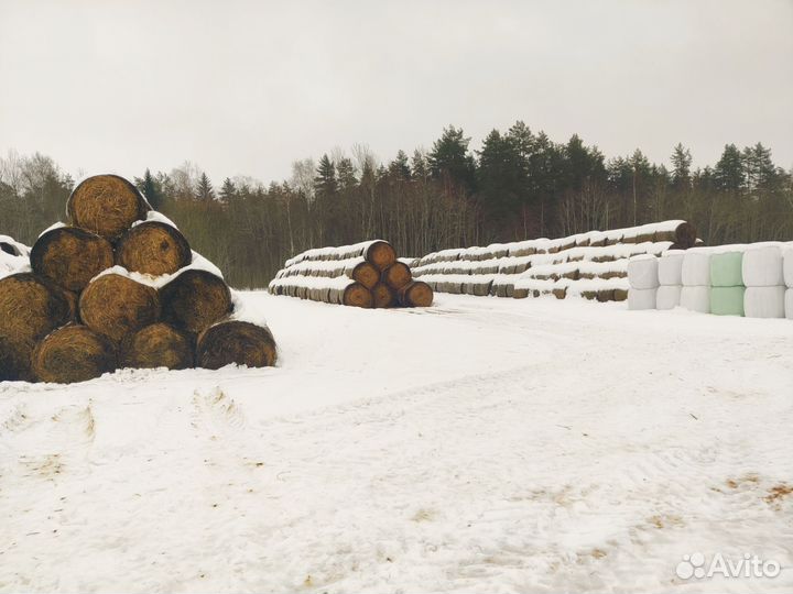 Сено в рулонах