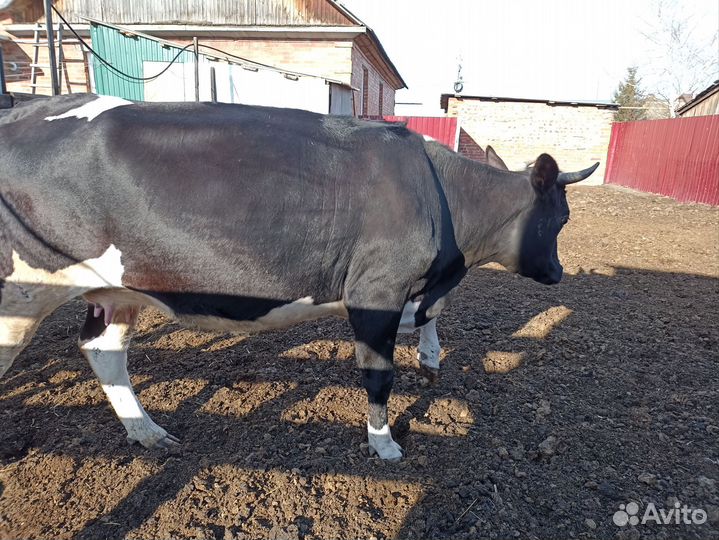 Корова дойная