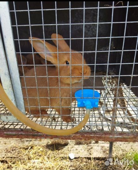 Кролики нзк и Калифорнийские