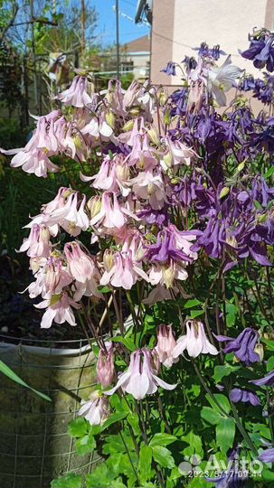 Аквилегия (Водосборник)