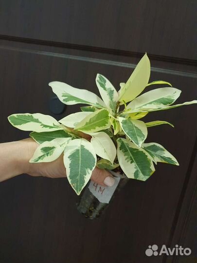 Фикус Альбомаргината