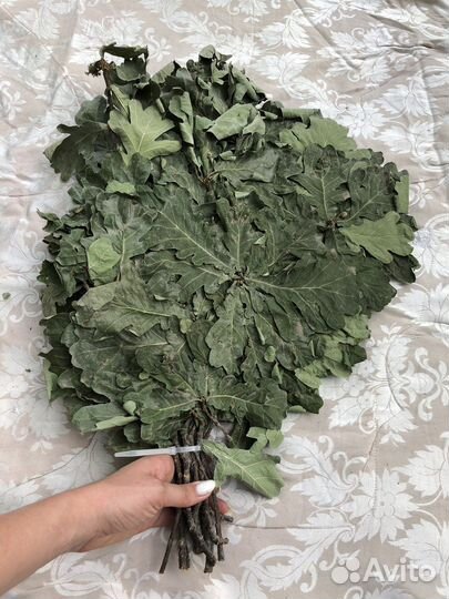 Веники для бани дубовые