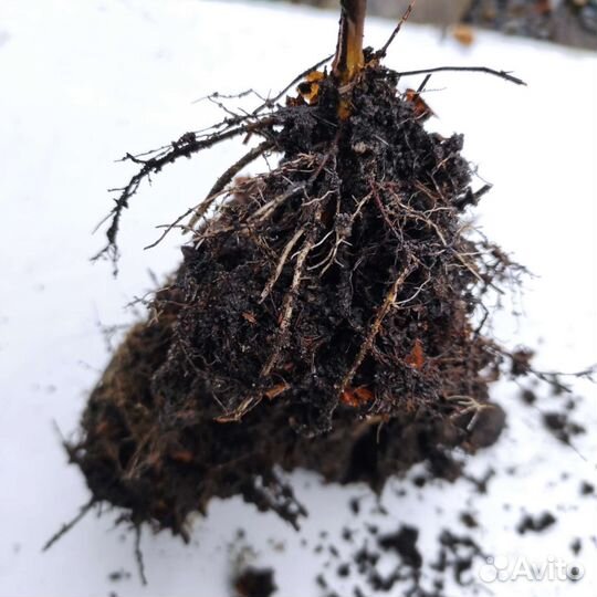 Ежевика Блэк Джем