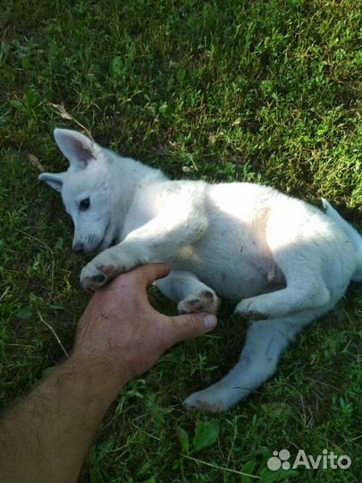 Западно сибирская лайка