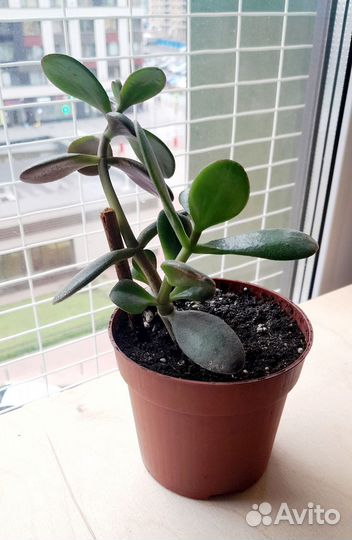 Комнатные домашние растения