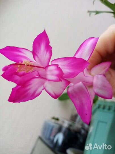 Декабристы