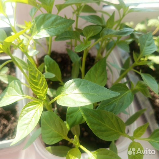 Рассада балконных помидор