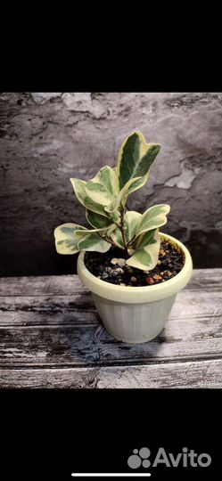 Фикус свитхарт и другие