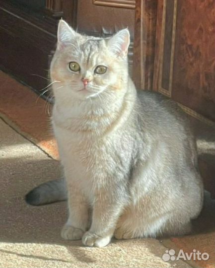 Шотландские