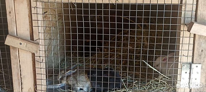 Кролики Фландр