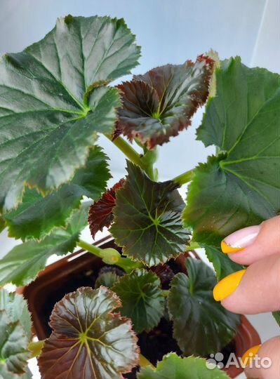 Бегония, молодой куст в горшке