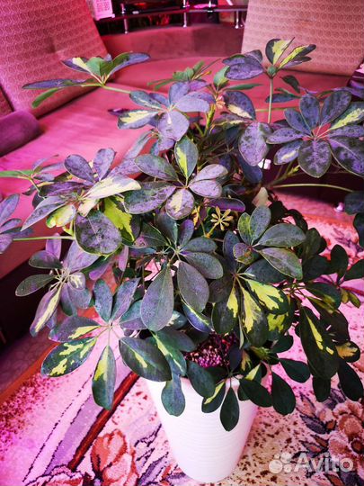 Шефлера Голд Капелла