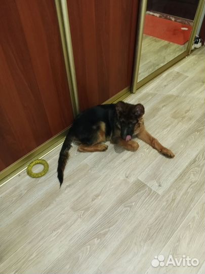 Немецкая овчарка