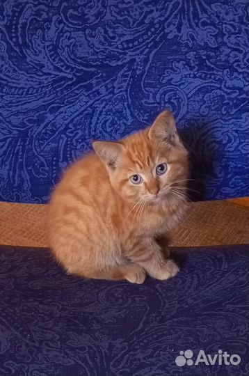 Кошка бесплатно