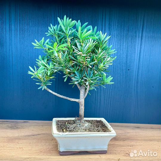 Бонсай Микс