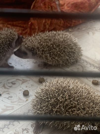 Африканский ежик