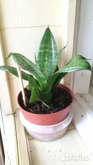 Сансевиерия (тещин язык)