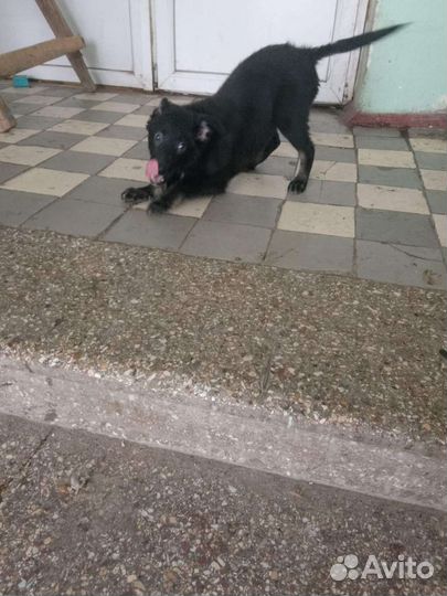 Отлов собак