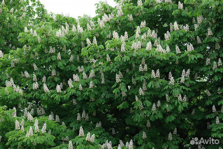 Саженцы Каштана