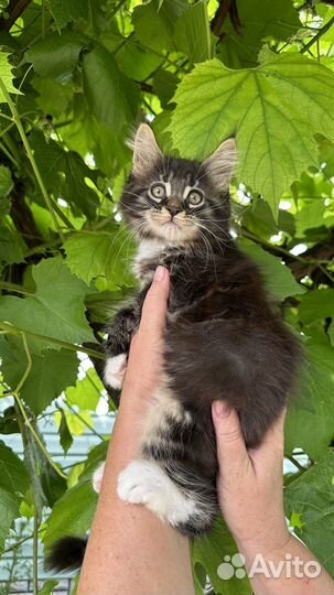 Котята мейн-кун