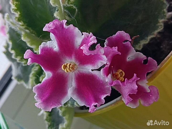 Детки сортовых фиалок