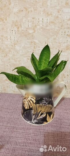 Сансевиерия