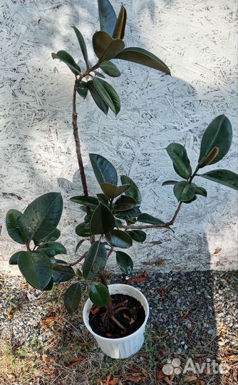 Фикус и драцена