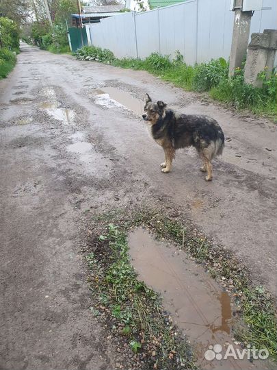 Собаки бесплатно в добрые руки