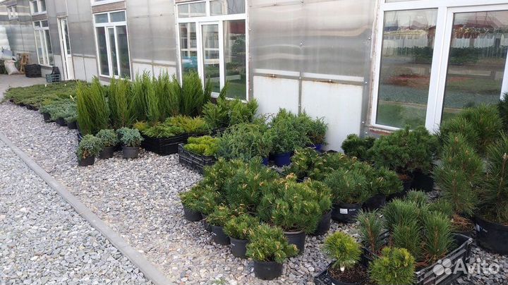 Хвойные растения в Тюмени