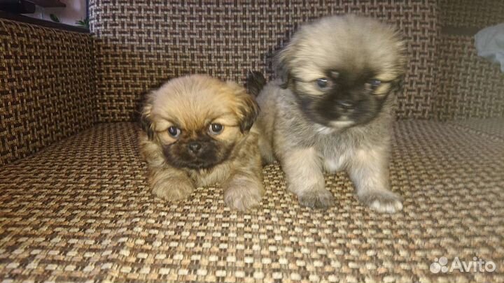 Щенки пекинеса