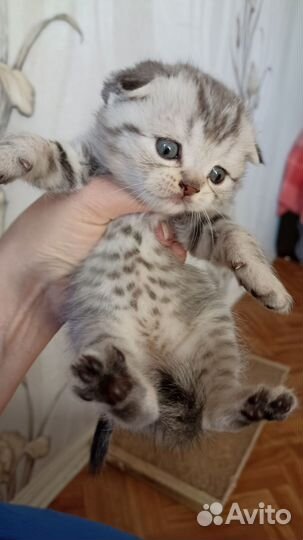 Шотландские котята