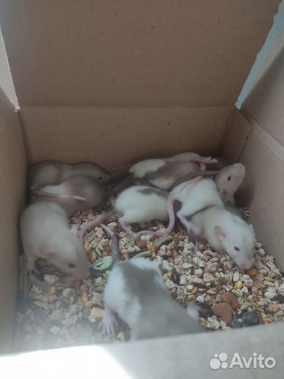 Крысята дамбо