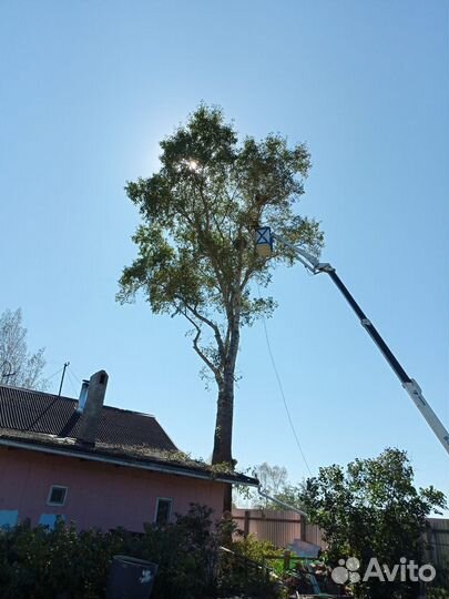 Спил деревьев