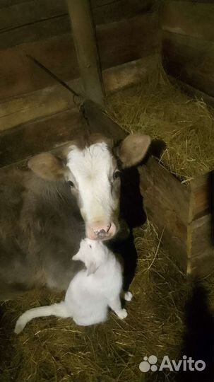 Бычок и Нетель