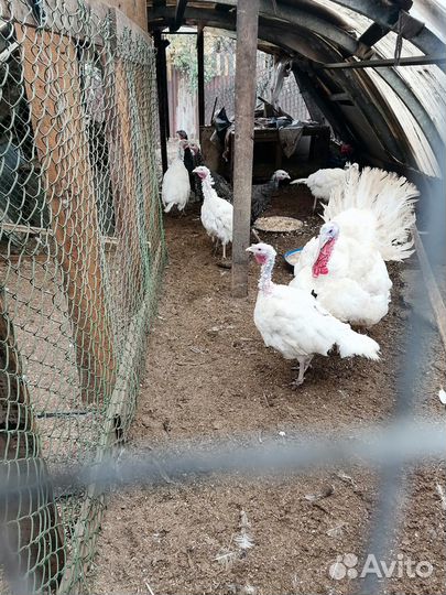 Продам индюшек