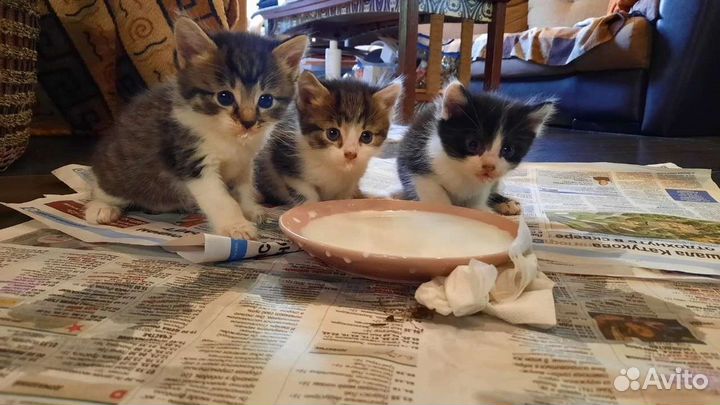 Котята в добрые руки девочки