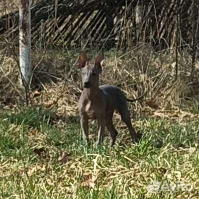 Ксолоитцкуинтли